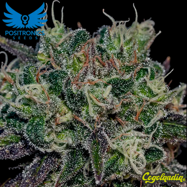 Black Widow - Positronics