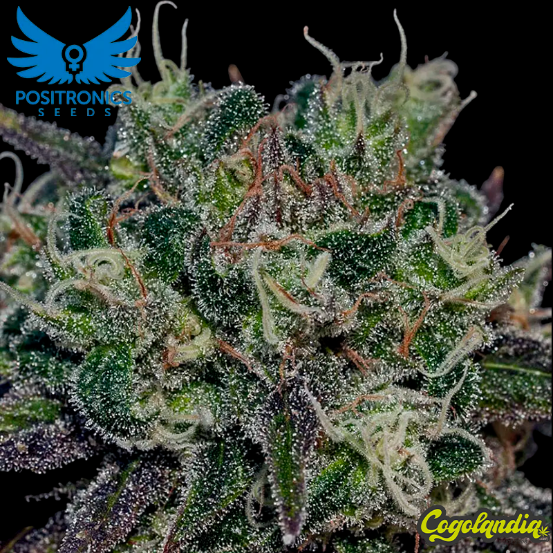 Black Widow - Positronics