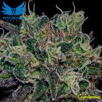 Black Widow - Positronics