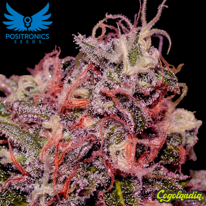 Caramelice - Positronics Positronics Feminizadas, Semillas de