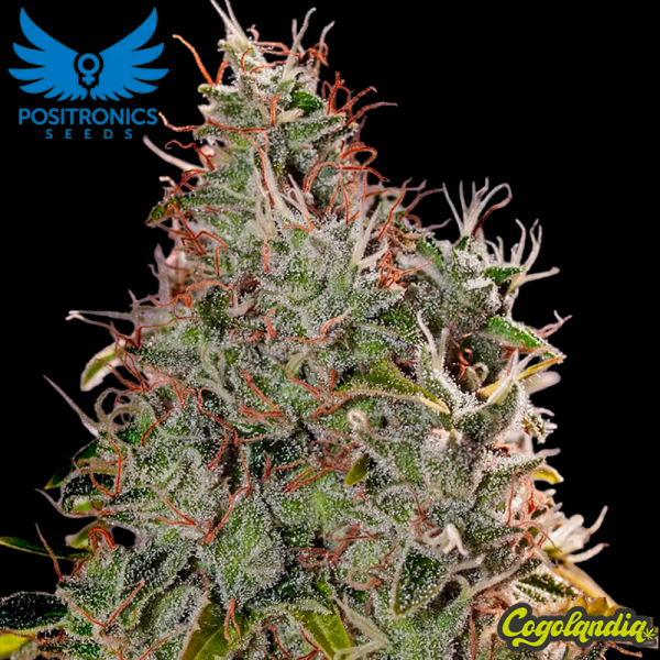 Amnesia Mistery - Positronics