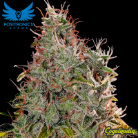 Amnesia Mistery - Positronics