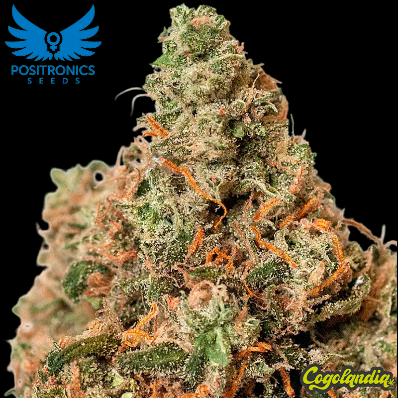 Supercheese - Positronics Positronics Feminizadas, Semillas de