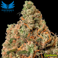 Supercheese - Positronics Positronics Feminizadas, Semillas de
