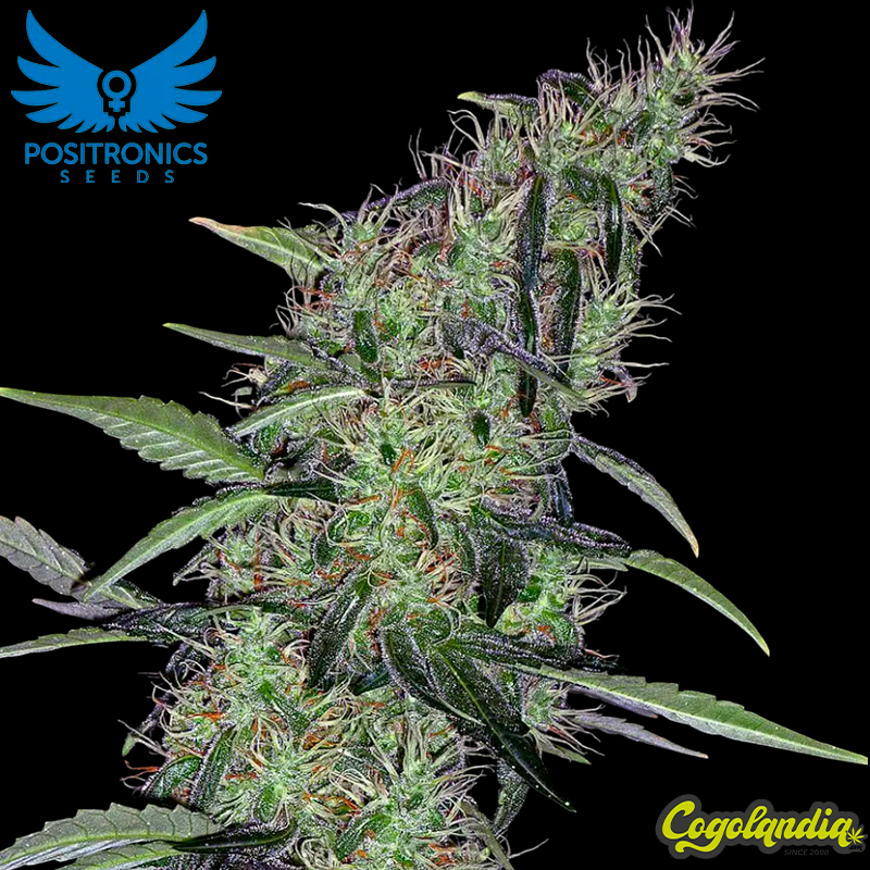 Cum Laude - Positronics