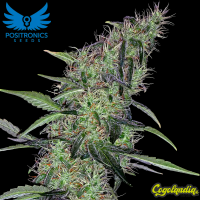 Cum Laude - Positronics