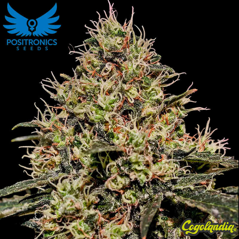 Critical n47 - Positronics