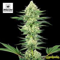 White Gorilla Haze – White Label