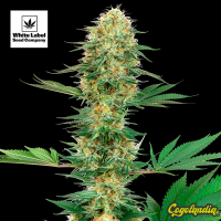 Gelato n420 - White label