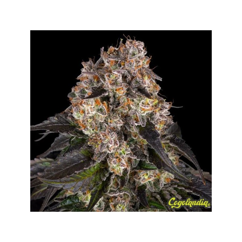 Girl Scout Cookies - Barney's Farm