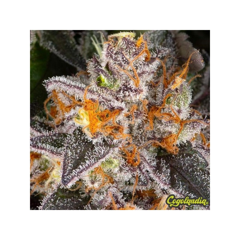Girl Scout Cookies - Barney's Farm