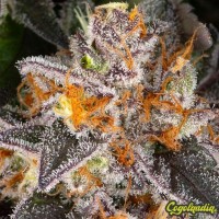 Girl Scout Cookies - Barney's Farm