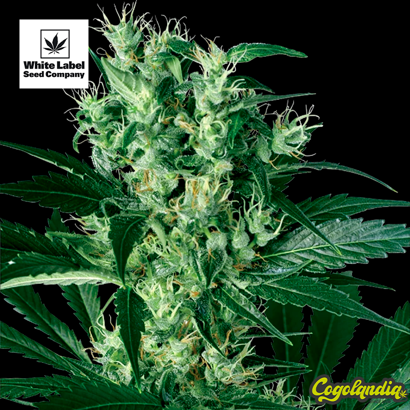 X Haze - White Label Semillas Feminizadas