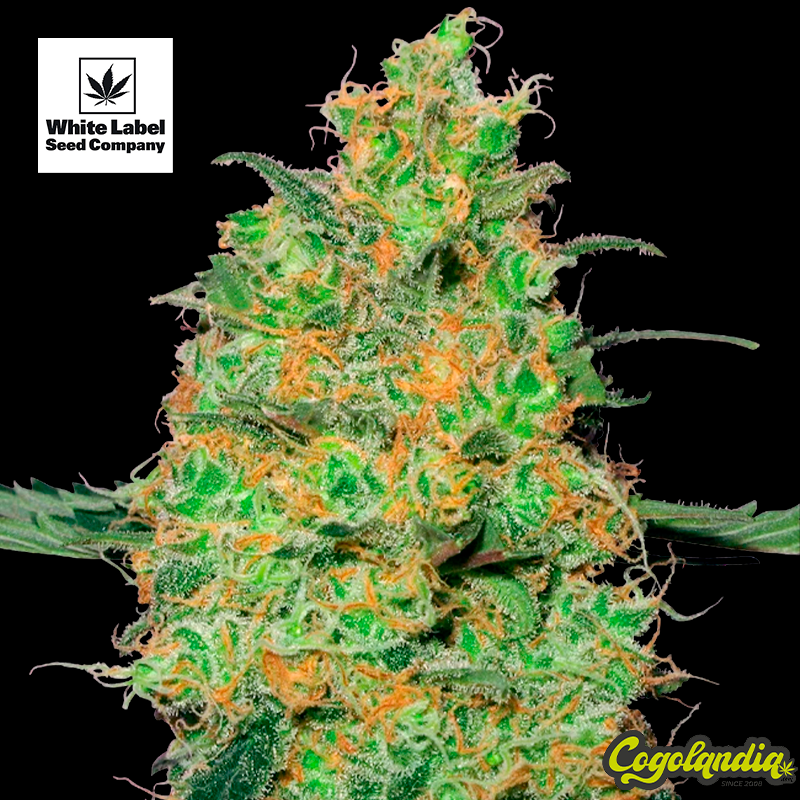 Skunk 1 - White Label