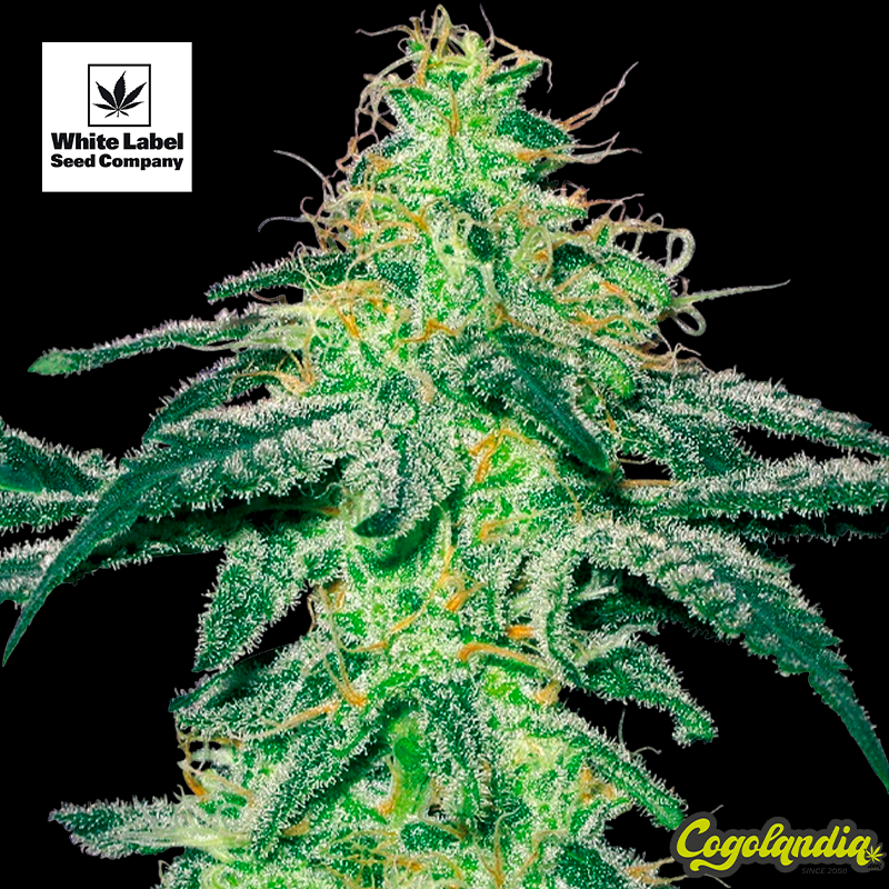 White Skunk - White Label