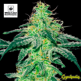 White Skunk - White Label Semillas Feminizadas