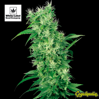 Mix Feminizada - White Label Semillas Feminizadas