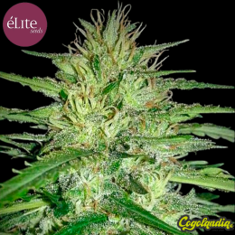 Juanita "La lagrimosa"