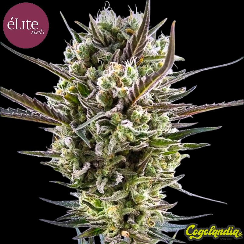 Llimonet Haze Clásica CBD