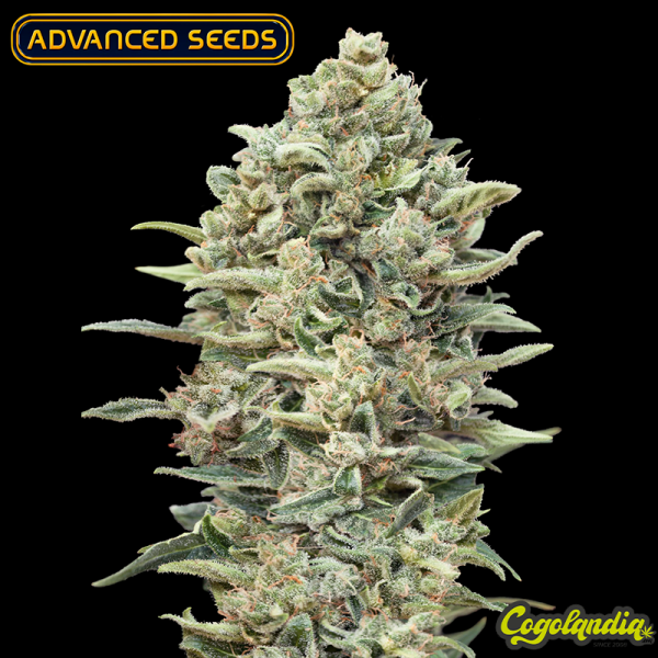 Gelato n33 Fast - Advanced Seeds