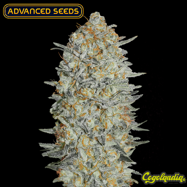Gelato n33 - Advanced Seeds
