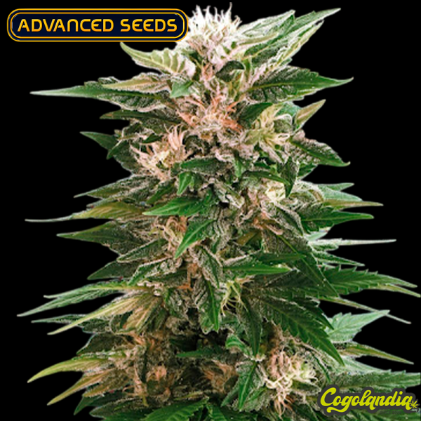 Kaya 47 - Advanced Seeds Semillas Feminizadas