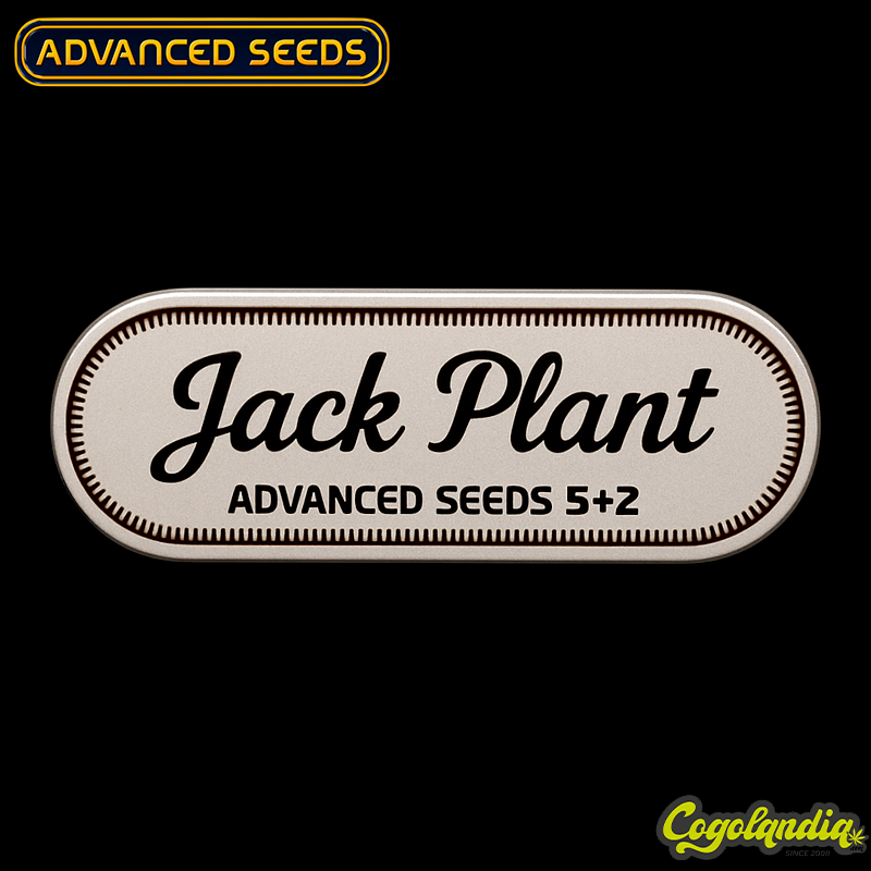 Jack Plant