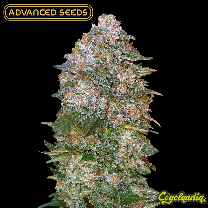 Critical Soma - Advanced Seeds Semillas Feminizadas