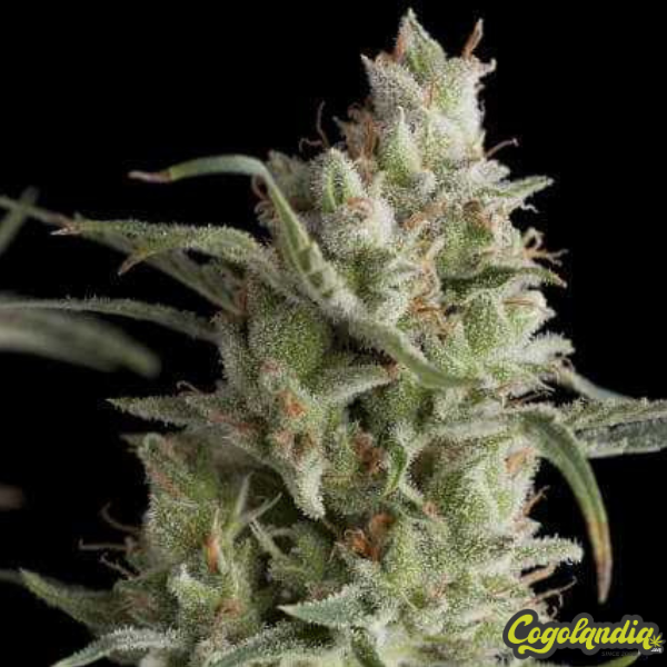 Super Og Kush - Pyramid Seeds