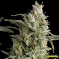 Super Og Kush - Pyramid Seeds