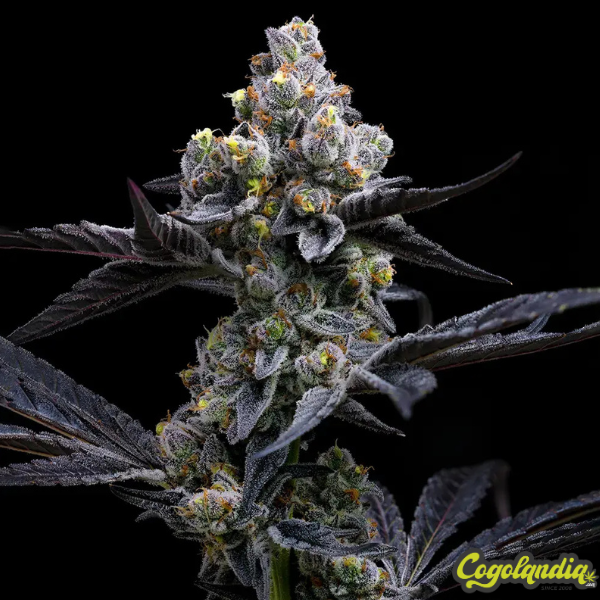 Garlic Cookies - Barney's Farm