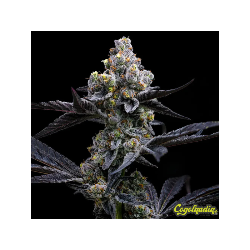 Garlic Cookies - Barney's Farm