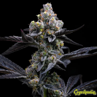 Garlic Cookies - Barney's Farm