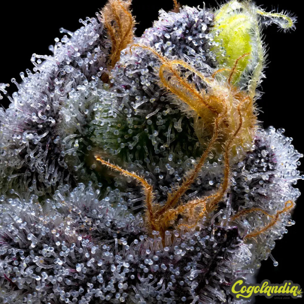 Garlic Cookies - Barney's Farm