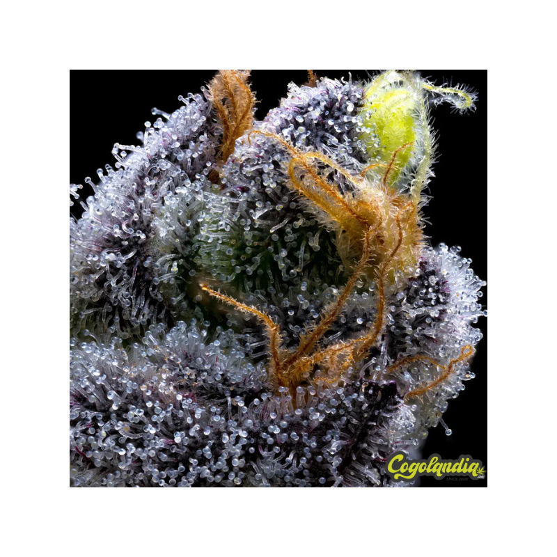 Garlic Cookies - Barney's Farm