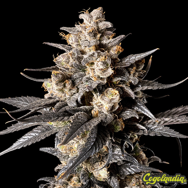 Apple Bananas - 00 Seeds Bank