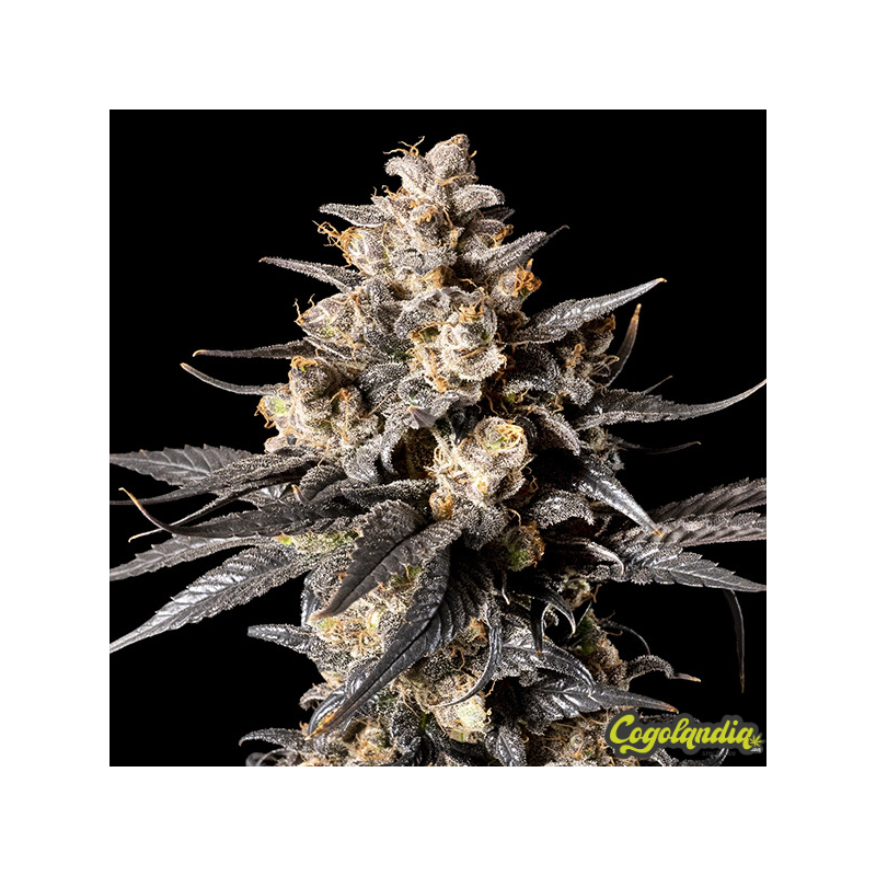 Apple Bananas - 00 Seeds Bank