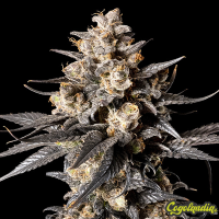 Apple Bananas - 00 Seeds Bank