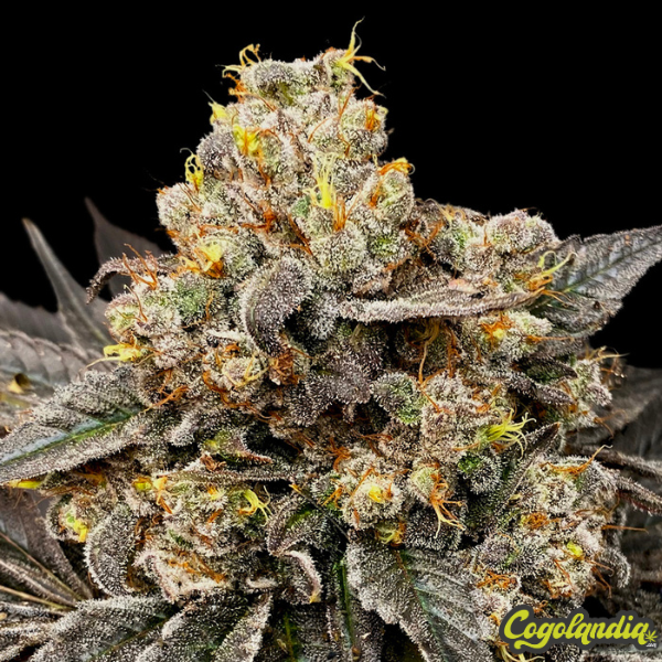 Biscotti Zkittlez - 00 Seeds