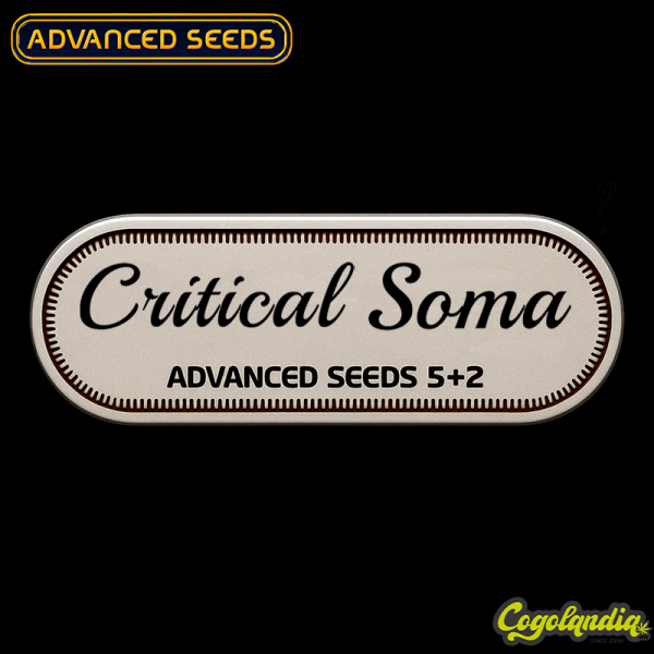 Critical Soma - Advanced Seeds Semillas Feminizadas