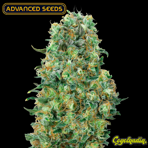 Critical - Advanced Seeds