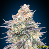 Blue Dream - 00 Seeds