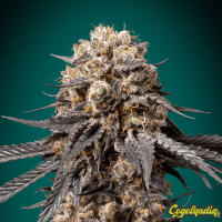 Bubba's Gift - 00 Seeds