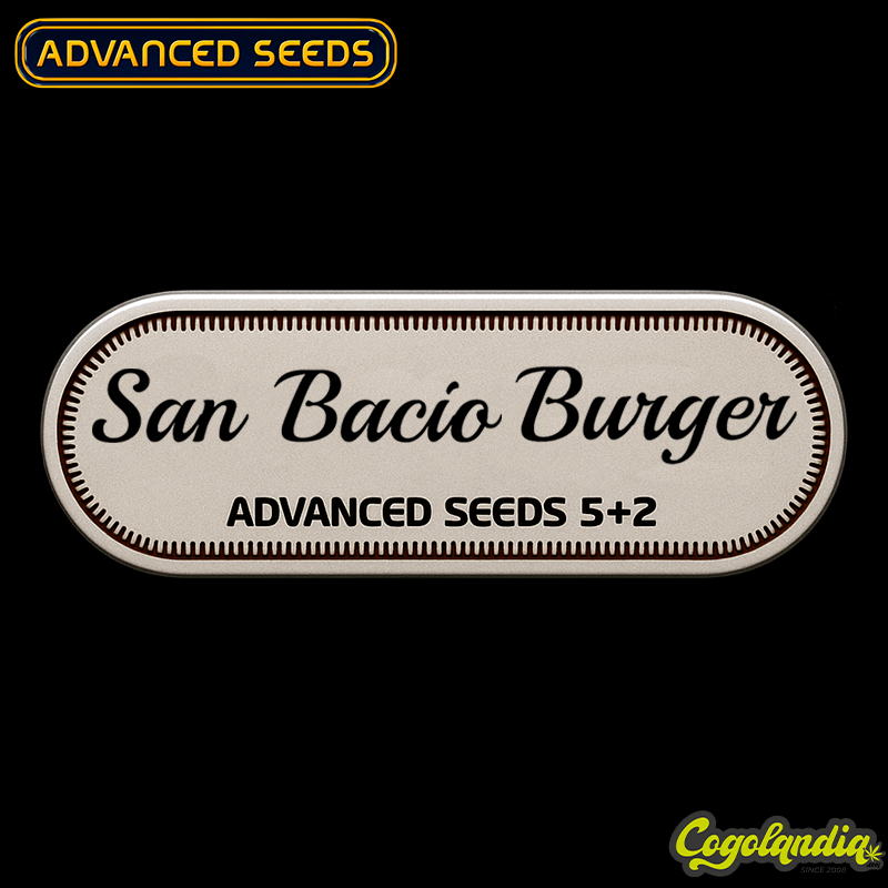 San Bacio Burger - Advanced Seeds