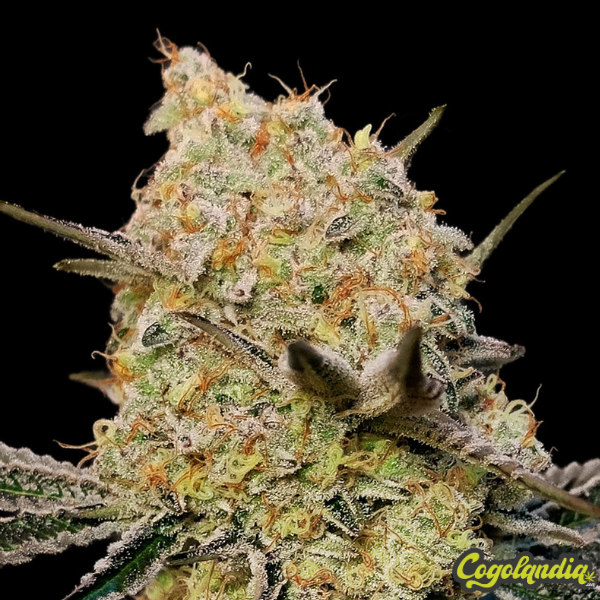 Gelato Mint - 00 Seeds