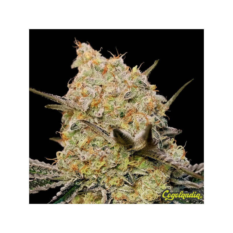 Gelato Mint - 00 Seeds