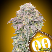 Mimosa - 00 Seeds