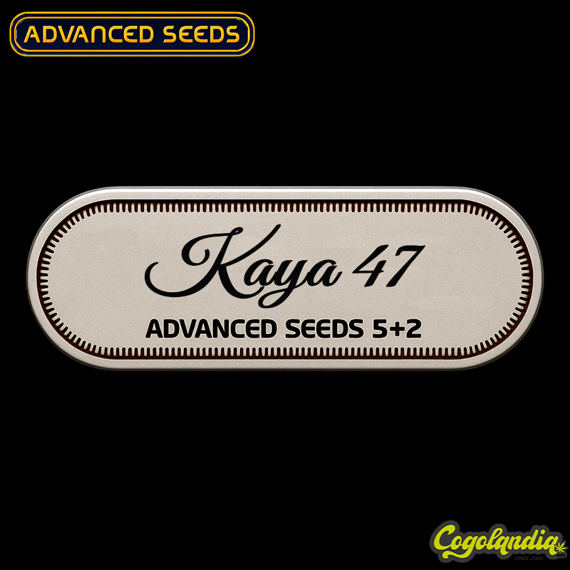 Kaya 47 - Advanced Seeds Semillas Feminizadas