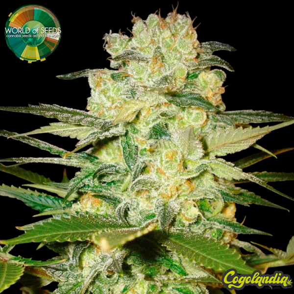Afghan Kush White Widow - World Of Seeds Semillas Feminizadas