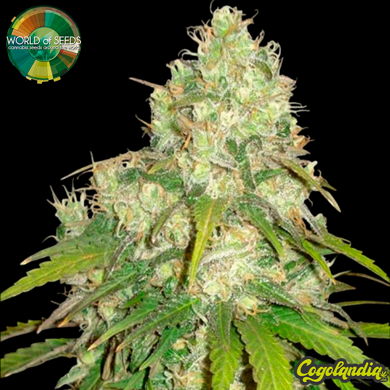 Afghan Kush x Yumbolt - World Of Seeds Semillas Feminizadas